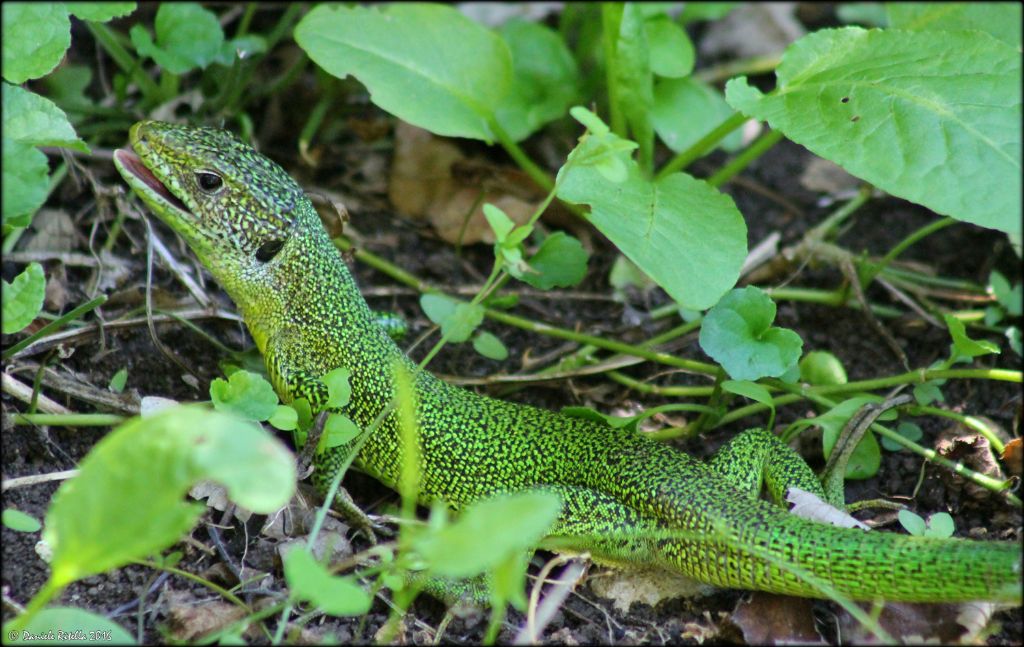 Lacerta bilineata, maschio adulto